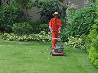 绿化苗木管理与养护全攻略 批发价格、行情趋势与选购指南