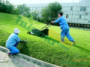 苏州绿化养护服务全景解读 高度30绿化养护价格与行情