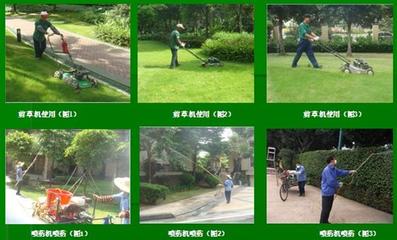 深圳冬季园林绿化养护工程 守护城市绿意的冬季攻略