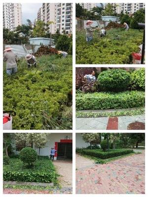 小区花草种植养护是什么工作 一场与植物共呼吸的日常修行