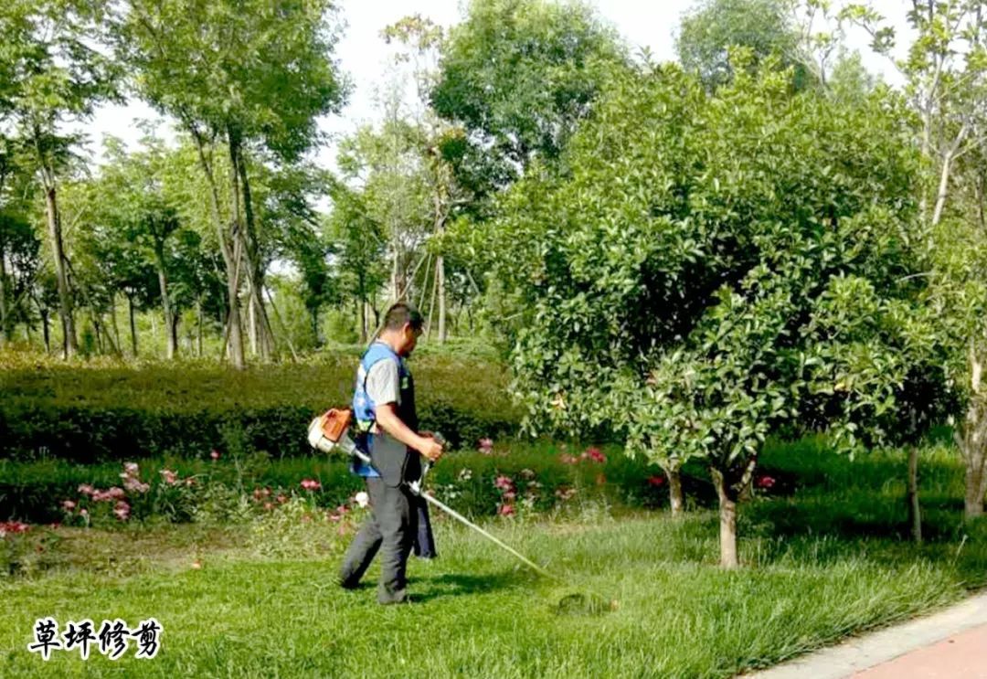 兴东园林 全面加强夏季绿化养护精细化管理